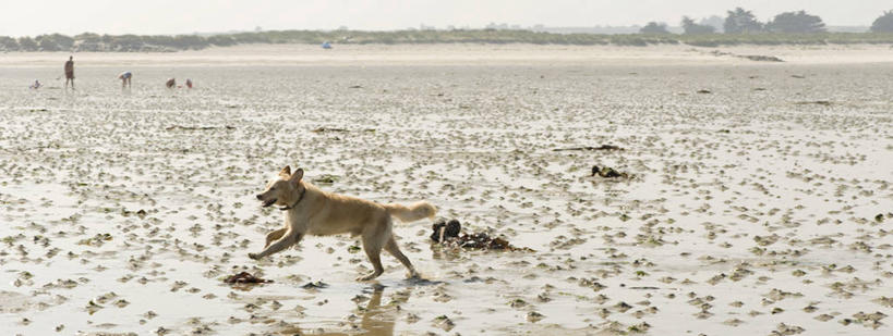 无人,横图,室外,白天,侧面,旅游,度假,海浪,海洋,美景,沙滩,宠物,狗,贝壳,法国,欧洲,奔驰,沙子,海岸,景观,浪花,沙地,注视,娱乐,一只,自然,海水,动物,奔跑,观察,看,享受,休闲,景色,放松,可爱,观看,察看,布列塔尼,西欧,关注,法兰西,自然风光,海景,忠诚,法兰西共和国,法兰西第五共和国,菲尼斯泰尔省,布列塔尼地区,非尼斯泰尔省,贝类外壳,海螺壳,软体动物外壳,大海,风浪,海,海水的波动,海滩,近岸浪,涌浪,犬,彩图,全身
