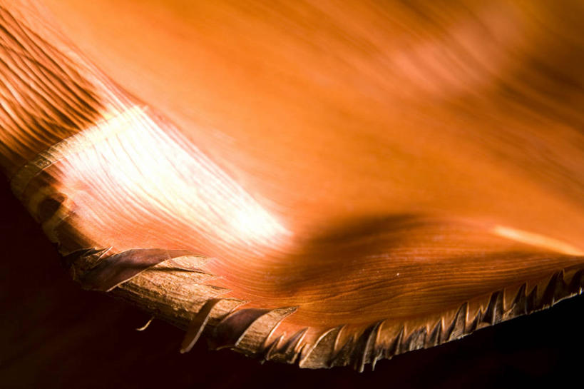 无人,横图,室外,特写,白天,正面,植物,棕榈树,叶子,纹路,纹理,棕色,绿叶,树,树木,绿色,自然,嫩叶,生长,成长,棕榈叶,肌理,叶,叶片,棕树,棕榈,彩图