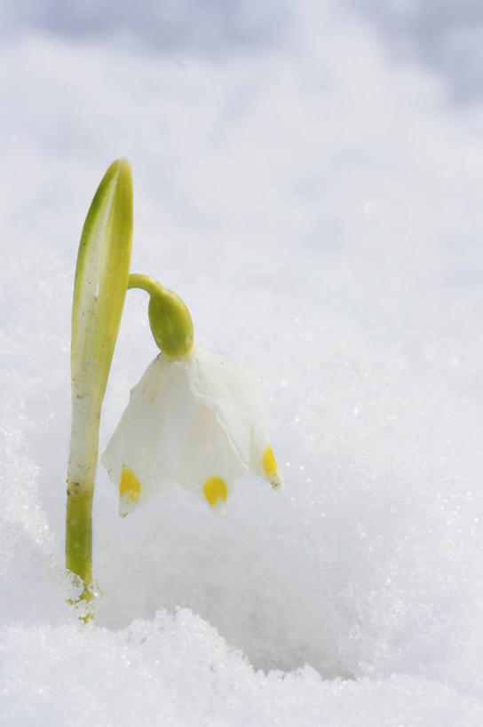 无人,竖图,俯视,室外,特写,白天,美景,雪,大雪,叶子,盛开,积雪,景观,雪景,冬季,冬天,绿叶,花蕾,花,花瓣,花朵,鲜花,白色,自然,花苞,花蕊,嫩叶,景色,寒冷,新生,自然风光,雪花莲,严寒,雪片莲,生日花,叶,叶片,彩图,高角度拍摄
