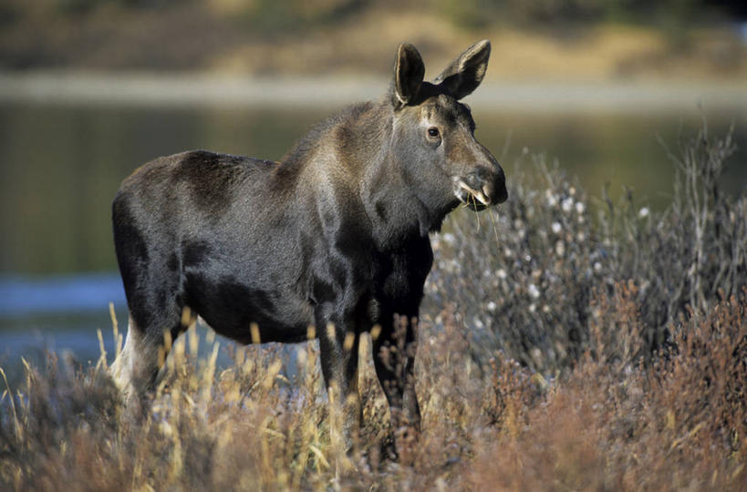 无人,站,横图,室外,白天,侧面,湖,湖泊,美景,水,植物,哺乳动物,鹿,野生动物,波纹,枯萎,朦胧,模糊,湖面,景观,水流,水面,枯草,涟漪,注视,草,一只,黄色,倒影,水纹,自然,动物,波浪,湖水,观察,看,站着,景色,可爱,活泼,观看,察看,倒映,关注,自然风光,驼鹿,水晕,罕达犴,堪达犴,反照,站立,彩图,全身