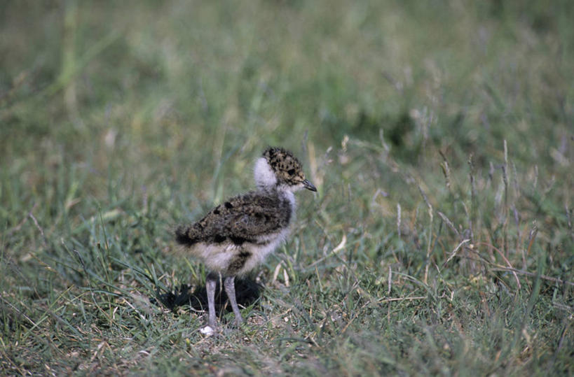 无人,站,横图,室外,白天,侧面,草地,草坪,美景,植物,鸟,阴影,朦胧,模糊,光线,鸟类,影子,景观,注视,草,一只,绿色,阳光,自然,观察,看,站着,景色,观看,察看,关注,自然风光,鸻,站立,彩图,全身