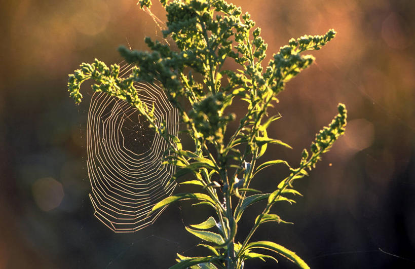 无人,横图,室外,白天,正面,美景,植物,叶子,阴影,朦胧,模糊,光线,蜘蛛网,网,影子,景观,绿叶,绿色,阳光,自然,嫩叶,景色,生长,成长,蜘蛛丝,自然风光,蛛网,捕杀,猎取,蛛丝,叶,叶片,彩图,全身