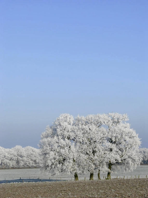 无人,竖图,室外,白天,正面,旅游,度假,草地,草坪,美景,植物,德国,欧洲,吊挂,悬挂,阴影,清澈,光线,影子,景观,挂,霜,娱乐,草,树,树木,蓝色,绿色,蓝天,天空,阳光,自然,天,享受,休闲,景色,放松,寒冷,生长,晴朗,成长,冰冷,西欧,自然风光,万里无云,德意志联邦共和国,严寒,冰凉,酷寒,凛冽,凛凛,极冷,清亮,萨克森州,萨克森自由州,晴空,晴空万里,彩图