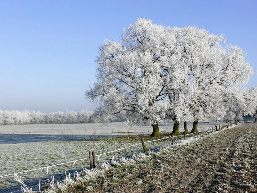 无人,横图,室外,白天,正面,旅游,度假,草地,草坪,美景,植物,德国,欧洲,吊挂,悬挂,阴影,清澈,光线,影子,景观,挂,霜,娱乐,草,树,树木,蓝色,绿色,蓝天,天空,阳光,自然,天,享受,休闲,景色,放松,寒冷,生长,晴朗,成长,冰冷,西欧,自然风光,万里无云,德意志联邦共和国,严寒,冰凉,酷寒,凛冽,凛凛,极冷,清亮,萨克森州,萨克森自由州,晴空,晴空万里,彩图