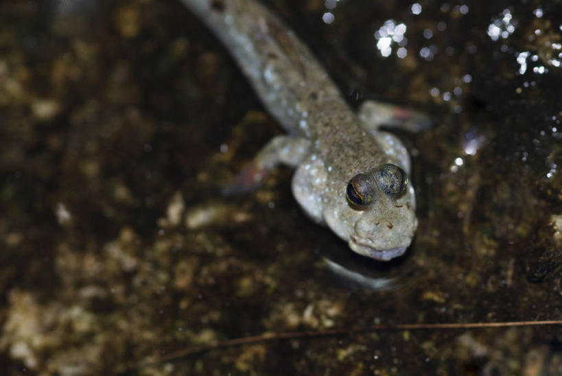 游泳,无人,横图,俯视,室外,特写,白天,一条,朦胧,模糊,鱼,池塘,水池,注视,鱼类,观察,看,观看,察看,关注,水生动物,水生物,泅水,拍浮,半身,彩图,高角度拍摄,淡水生物