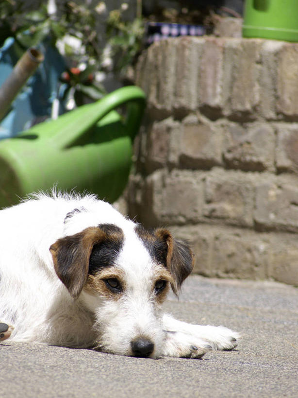 无人,竖图,室外,白天,侧面,宠物,狗,阴影,朦胧,模糊,光线,腊肠犬,壶,影子,墙,洒水壶,注视,腊肠狗,墙壁,墙面,水壶,一只,阳光,动物,观察,看,趴着,可爱,观看,察看,关注,忠诚,浇水壶,犬,趴,半身,彩图,刚毛腊肠犬