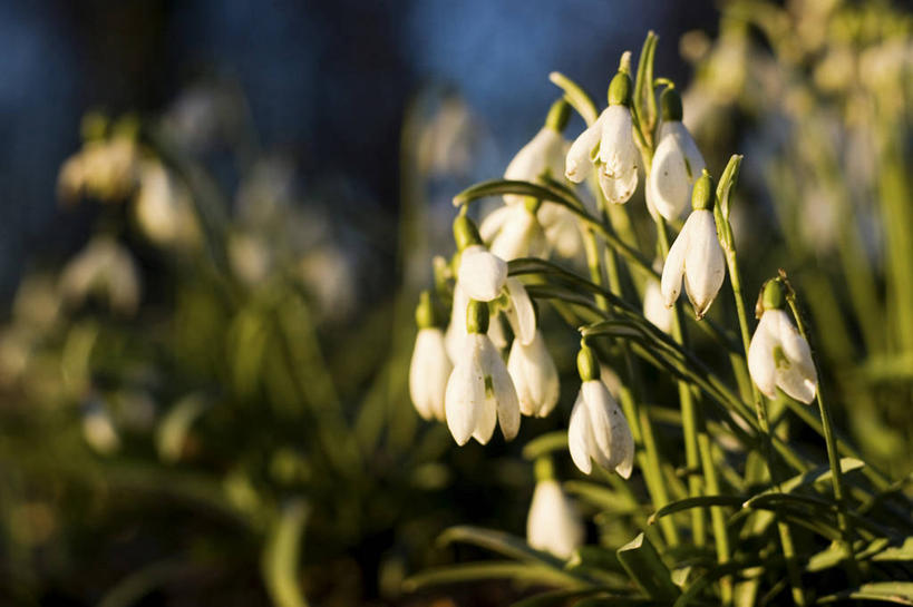 无人,横图,室外,特写,白天,正面,美景,叶子,阴影,朦胧,模糊,盛开,光线,影子,景观,绿叶,花蕾,花,花瓣,花朵,鲜花,白色,阳光,自然,花苞,花蕊,嫩叶,景色,新生,自然风光,雪花莲,雪片莲,生日花,叶,叶片,彩图