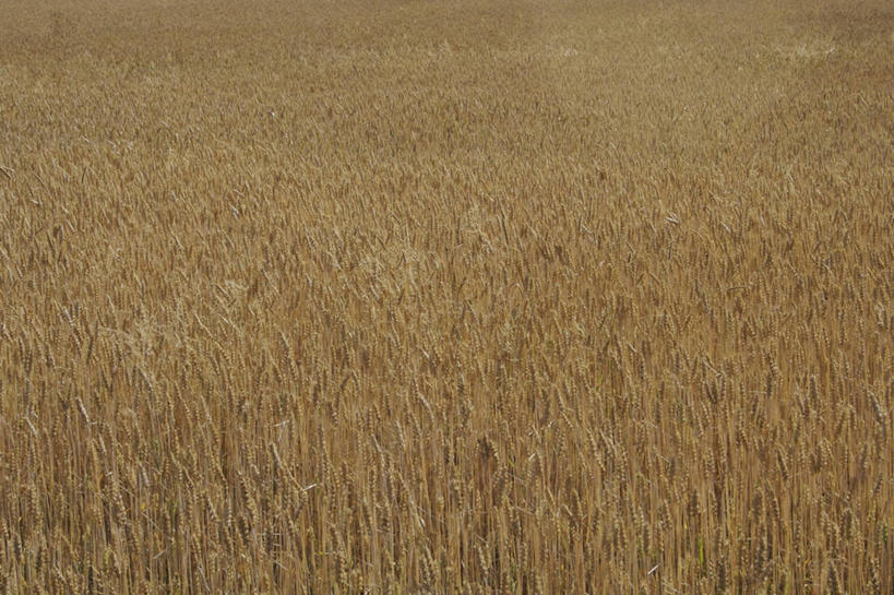 无人,农田,横图,俯视,室外,白天,旅游,度假,庄稼,农作物,小麦,美景,景观,谷物,麦田,娱乐,自然,享受,休闲,景色,放松,麦子,自然风光,彩图,高角度拍摄,耕地,庄稼田