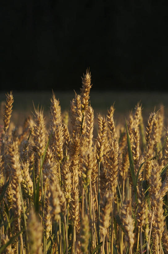无人,农田,竖图,室外,特写,白天,正面,庄稼,农作物,小麦,美景,阴影,朦胧,模糊,光线,影子,景观,谷物,麦田,阳光,自然,景色,麦子,自然风光,彩图,耕地,庄稼田