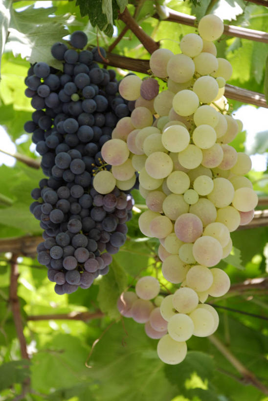 无人,竖图,室外,特写,白天,正面,葡萄,水果,阴影,新鲜,光线,影子,生食,食品,果实,两串,架子,食物,阳光,有机食品,绿色食品,支撑,固定,葡萄架,山葫芦,蒲桃,草龙珠,彩图