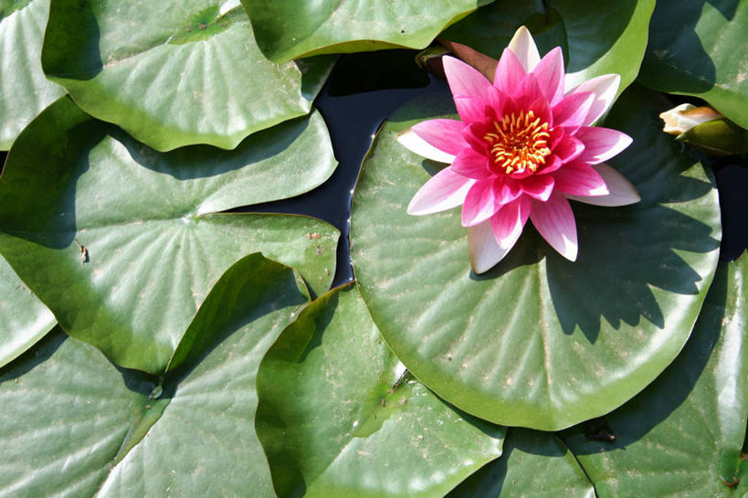 无人,横图,俯视,室外,特写,白天,纯洁,美景,莲花,叶子,阴影,盛开,光线,影子,景观,荷叶,花蕾,花,花瓣,花朵,鲜花,一朵,粉色,阳光,自然,花苞,花蕊,景色,富贵,神圣,自然风光,纯净,莲叶,六月花神,正直,鞭蕖,鞭蓉,芙蕖,菡萏,荷花,六月春,藕花,水旦,水芙蓉,水华,水芸,溪客,叶,叶片,彩图,高角度拍摄