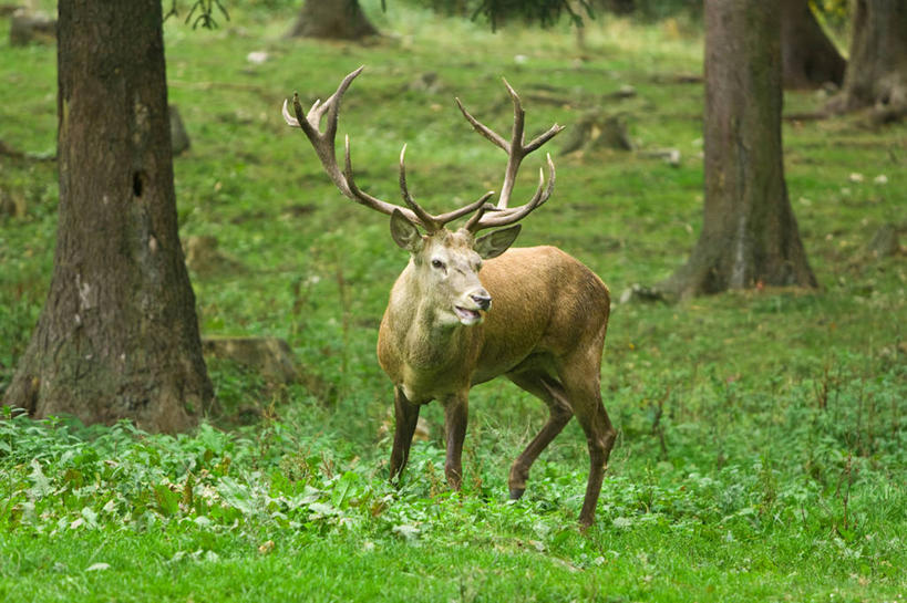 无人,站,横图,室外,白天,正面,草地,草坪,美景,植物,哺乳动物,鹿,野生动物,阴影,光线,影子,景观,树桩,注视,草,树干,一只,绿色,阳光,自然,动物,观察,看,站着,木桩,景色,可爱,活泼,观看,察看,关注,自然风光,驼鹿,罕达犴,堪达犴,站立,彩图,全身