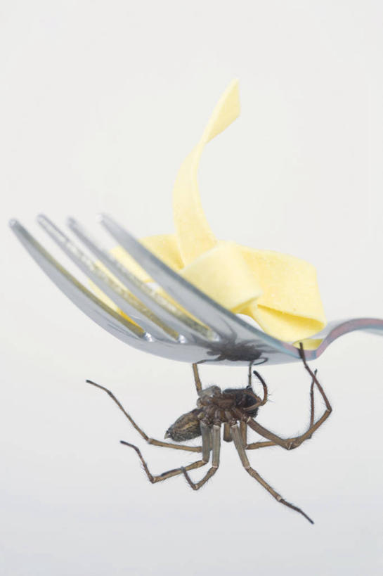 面食,面条,意大利面,无人,竖图,室内,特写,白天,白色背景,正面,西餐,餐具,一把,阴影,朦胧,模糊,反射,昆虫,蜘蛛,叉子,影子,面,料理,食品,食物,一只,动物,趴着,西式,摄影,影棚,八脚螅,节肢动物,益虫,意粉,餐叉,意面,波丝,进餐用具,趴,彩图,全身,影棚拍摄,拍摄