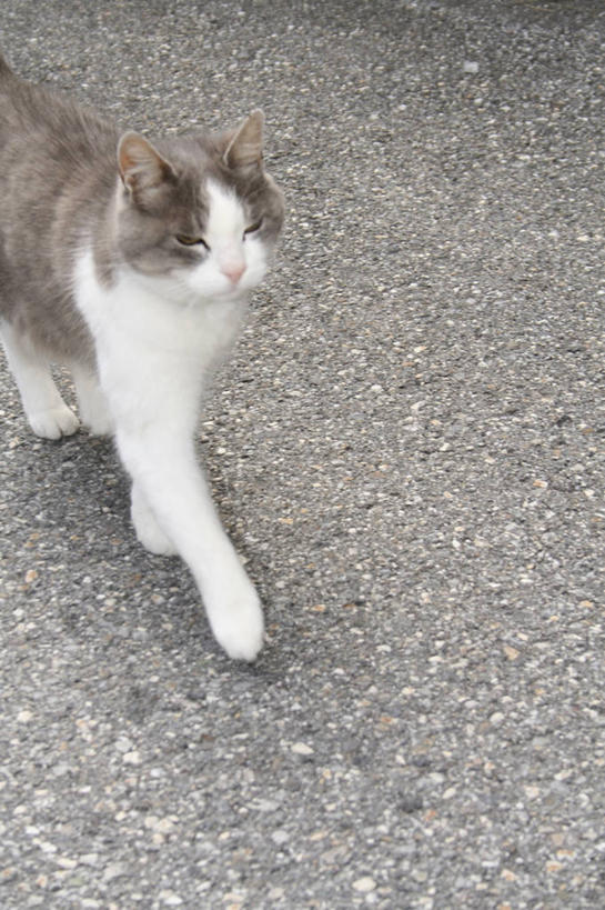 无人,走,竖图,俯视,室外,白天,宠物,猫,阴影,光线,影子,注视,一只,阳光,动物,观察,看,可爱,观看,察看,关注,猫咪,步行,走路,半身,彩图,高角度拍摄