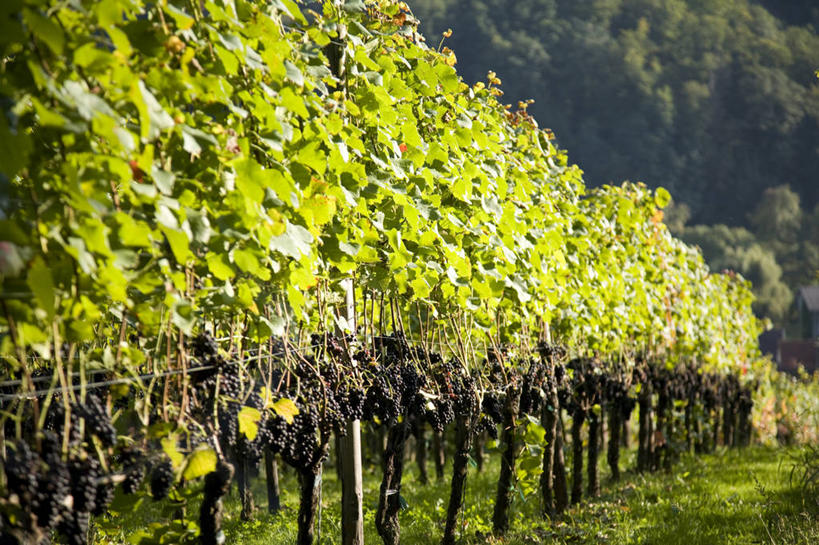 无人,果园,横图,室外,白天,正面,旅游,度假,美景,森林,山,山脉,树林,田园,植物,道路,路,德国,欧洲,一排,许多,阴影,整齐,并列,并排,光线,影子,景观,山峰,小路,交通,山峦,很多,娱乐,葡萄园,架子,树,树木,排列,绿色,阳光,自然,庄园,群山,享受,休闲,景色,放松,生长,成长,支撑,固定,西欧,队列,自然风光,平行,葡萄架,德意志联邦共和国,巴登.符腾堡,巴登.符腾堡州,巴符州,彩图,弗赖堡行政区