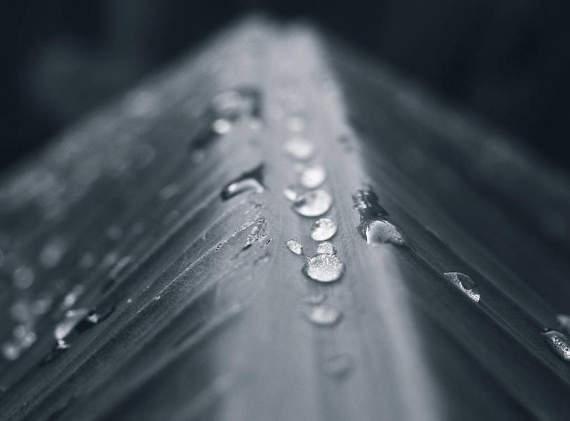 无人,横图,室内,特写,白天,正面,水,露水,叶子,阴影,朦胧,模糊,透明,反射,液体,影子,水滴,水珠,露珠,嫩叶,生机,剔透,灵动,通明,叶,叶片,彩图,晶莹