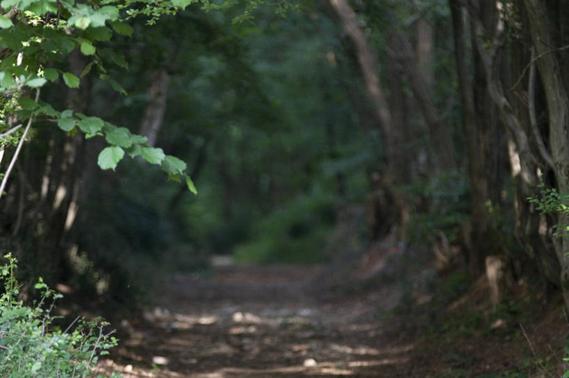 无人,横图,室外,白天,正面,旅游,度假,草地,草坪,美景,树林,植物,道路,路,欧洲,克罗地亚,阴影,朦胧,模糊,光线,影子,景观,小路,交通,娱乐,草,树,树木,绿色,阳光,自然,享受,休闲,景色,放松,生长,成长,自然风光,克罗地亚共和国,伊斯特利亚省,伊斯特利亚,彩图