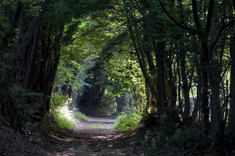 无人,横图,室外,白天,正面,旅游,度假,草地,草坪,美景,树林,植物,道路,路,欧洲,克罗地亚,阴影,光线,影子,景观,小路,交通,娱乐,草,树,树木,绿色,阳光,自然,享受,休闲,景色,放松,生长,成长,自然风光,克罗地亚共和国,伊斯特利亚省,伊斯特利亚,彩图