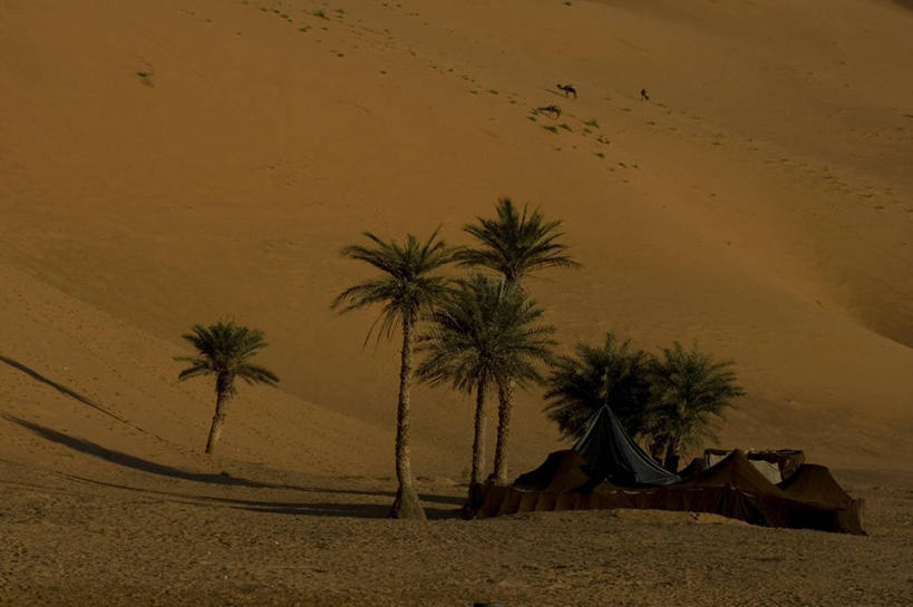 无人,横图,室外,白天,正面,旅游,度假,美景,沙漠,植物,棕榈树,野生动物,叶子,非洲,摩洛哥,阴影,光线,影子,帐篷,景观,绿叶,娱乐,骆驼,树,树木,一只,绿色,阳光,自然,动物,趴着,享受,休闲,嫩叶,景色,放松,运输,生长,成长,自然风光,露营,野营,棕榈叶,宿营,沙漠之舟,阿非利加洲,双峰骆驼,摩洛哥王国,叶,叶片,大漠,砂漠,棕树,棕榈,趴,彩图,全身,撒哈拉沙丘