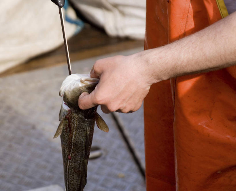 西方人,手,一个人,渔夫,横图,俯视,室外,特写,白天,欧洲,欧洲人,仅一个男性,仅一个人,一条,握,阴影,朦胧,模糊,光线,鱼,钩子,围裙,影子,鱼类,仅一个年轻男性,阳光,手部,握着,单手,渔具,鱼钩,男人,男性,年轻男性,白种人,捕鱼人,打鱼人,半身,彩图,高角度拍摄,钓鱼