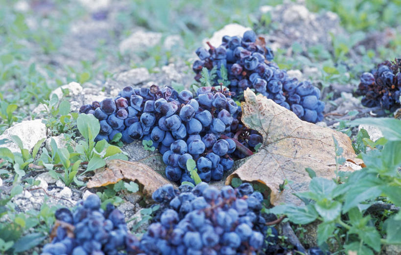 无人,横图,俯视,室外,特写,白天,葡萄,水果,叶子,阴影,新鲜,光线,影子,生食,食品,果实,绿叶,食物,阳光,嫩叶,有机食品,绿色食品,四串,叶,叶片,山葫芦,蒲桃,草龙珠,彩图,高角度拍摄