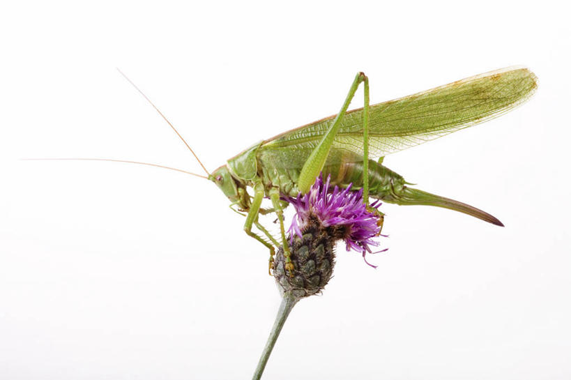 无人,横图,室内,特写,白天,白色背景,侧面,阴影,盛开,反射,昆虫,影子,花蕾,注视,花,花瓣,花朵,鲜花,一朵,一只,动物,花苞,花蕊,低头,观察,看,趴着,摄影,影棚,观看,察看,关注,蝗虫,蚂蚱,害虫,趴,彩图,全身,影棚拍摄,拍摄