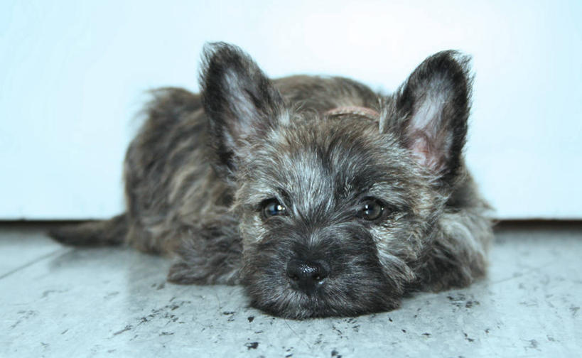 无人,横图,室内,白天,正面,宠物,狗,阴影,反射,影子,梗犬,注视,一只,动物,观察,看,趴着,可爱,观看,察看,关注,忠诚,犬,趴,彩图,全身