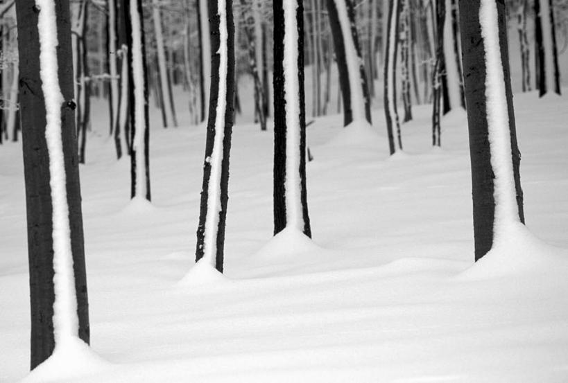 无人,公园,横图,室外,白天,正面,旅游,度假,美景,树林,雪,植物,大雪,德国,欧洲,积雪,景观,雪景,冬季,冬天,树桩,首都,娱乐,柏林,树,树干,树木,绿色,自然,享受,休闲,木桩,景色,放松,寒冷,生长,成长,西欧,自然风光,德意志联邦共和国,严寒,柏林州,蒂尔加藤公园,彩图