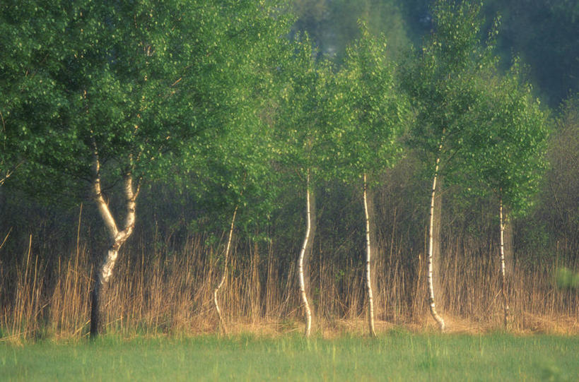 无人,横图,室外,白天,正面,旅游,度假,草地,草坪,美景,树林,植物,景观,娱乐,草,树,树木,绿色,自然,享受,休闲,景色,放松,白桦,生长,成长,自然风光,桦树,桦皮树,桦木,彩图