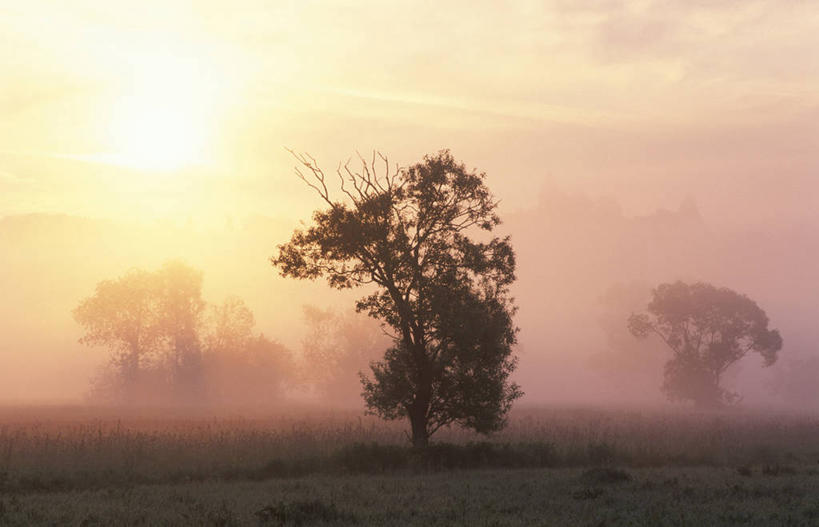 无人,横图,室外,白天,正面,旅游,度假,草地,草坪,日出,美景,树林,太阳,植物,雾,奥地利,欧洲,朦胧,模糊,景观,朝霞,晨曦,黎明,娱乐,草,树,树木,绿色,阳光,自然,享受,休闲,景色,放松,生长,成长,迷雾,自然风光,中欧,奥地利共和国,布尔根兰,布尔根兰州,朝阳,大雾,彩图,卯时,破晓,日始