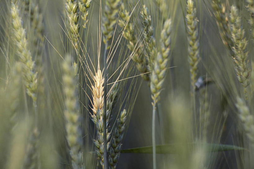 无人,农田,横图,室外,特写,白天,正面,庄稼,农作物,小麦,美景,阴影,朦胧,模糊,光线,影子,景观,谷物,麦田,阳光,自然,景色,麦子,自然风光,彩图,耕地,庄稼田