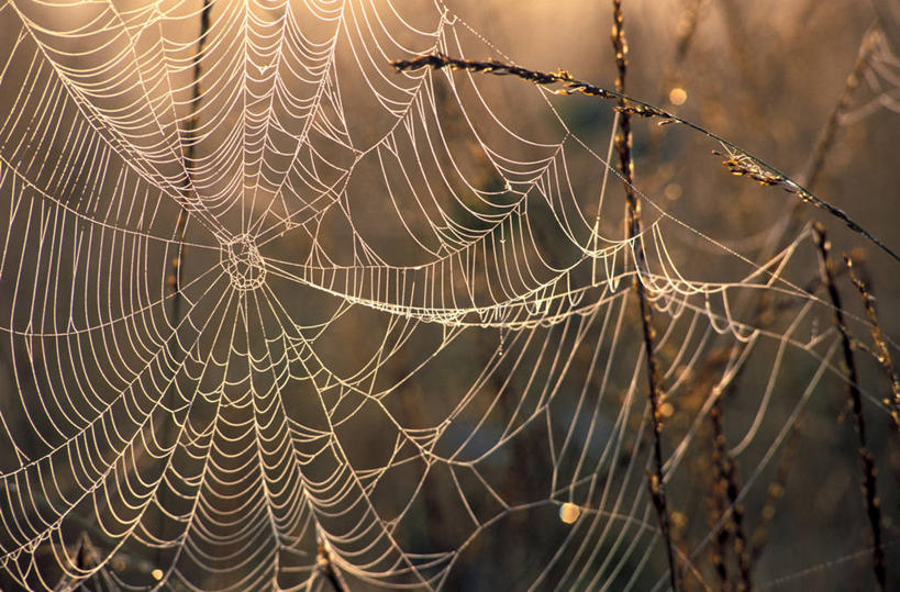 无人,横图,室外,特写,白天,正面,美景,阴影,朦胧,模糊,光线,蜘蛛网,网,影子,景观,枝条,树枝,阳光,自然,景色,蜘蛛丝,自然风光,蛛网,虬枝,枝杈,捕杀,猎取,蛛丝,彩图