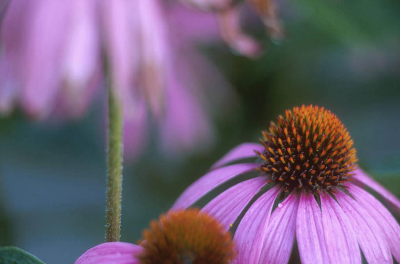 无人,横图,室外,特写,白天,正面,花海,花圃,美景,植物,叶子,阴影,朦胧,模糊,盛开,光线,影子,景观,花蕾,花,花瓣,花朵,花卉,鲜花,绿色,紫色,阳光,自然,花丛,花束,花田,花苞,花蕊,景色,松果菊,自然风光,紫锥花,紫锥菊,放弃,懈怠,彩图