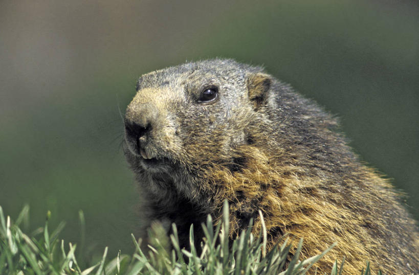 头,无人,横图,室外,特写,白天,正面,草地,草坪,美景,植物,野生动物,阴影,朦胧,模糊,光线,影子,景观,注视,草,一只,绿色,阳光,自然,动物,观察,看,景色,可爱,活泼,观看,察看,关注,自然风光,土拨鼠,旱獭,天竺鼠,头部,半身,彩图
