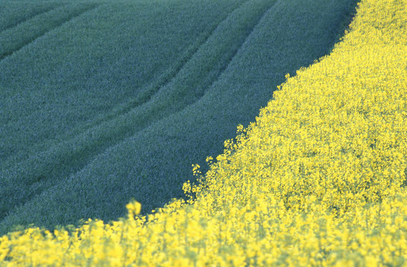 无人,农田,横图,室外,白天,正面,旅游,度假,庄稼,农作物,草地,草坪,花海,花圃,美景,植物,叶子,阴影,盛开,光线,影子,景观,花蕾,娱乐,草,花,花瓣,花朵,花卉,鲜花,绿色,阳光,自然,花丛,花束,花田,花苞,花蕊,油菜花,享受,休闲,景色,放松,自然风光,彩图,耕地,庄稼田,油菜花田,芸苔,芸薹