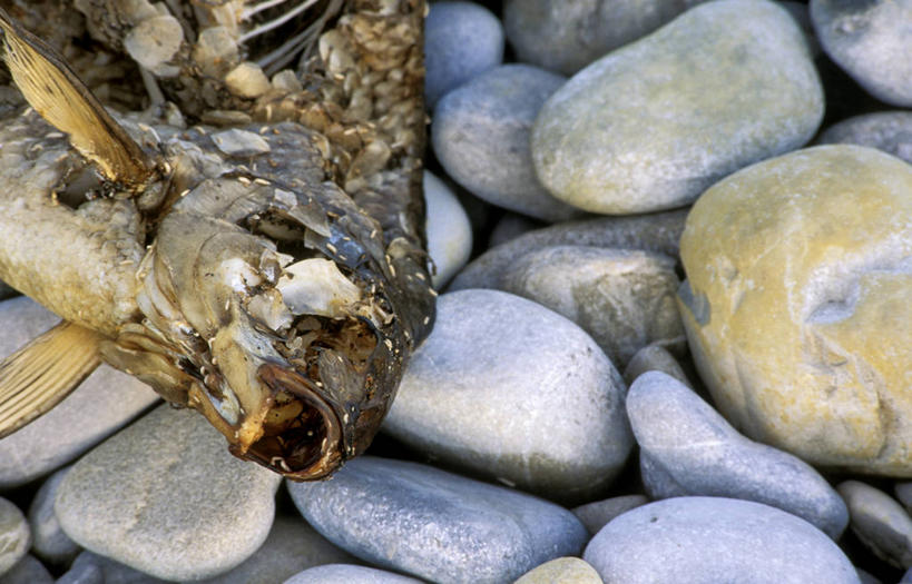 无人,躺,横图,俯视,室内,特写,白天,石头,鲤鱼,一堆,一条,许多,堆叠,堆积,鱼,石子,很多,水产,鱼类,鹅卵石,堆,死亡,水生动物,水生物,按摩石,殒命,灭亡,卧着,石块,鲤子,鲤拐子,躺着,卧,半身,彩图,高角度拍摄,淡水生物,河鲜