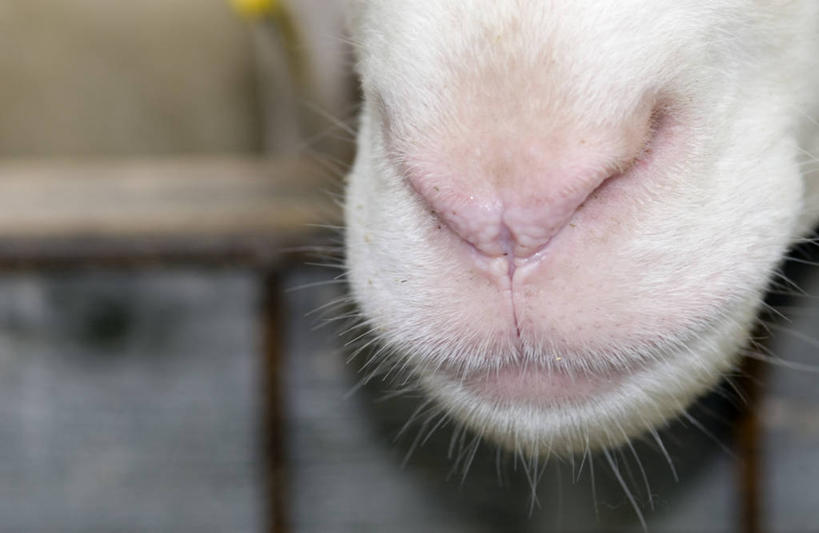 嘴,无人,横图,室内,特写,白天,正面,羊,阴影,朦胧,模糊,反射,影子,一只,动物,家畜,牲畜,口,口腔,嘴巴,嘴唇,绵羊,半身,彩图