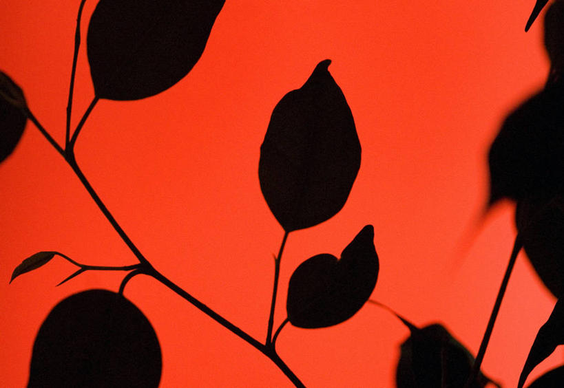 无人,横图,室内,特写,白天,正面,植物,叶子,红色背景,纹理,绿叶,枝条,背光,树枝,绿色,嫩叶,摄影,影棚,逆光,肌理,虬枝,枝杈,叶,叶片,叶脉,彩图,影棚拍摄,拍摄