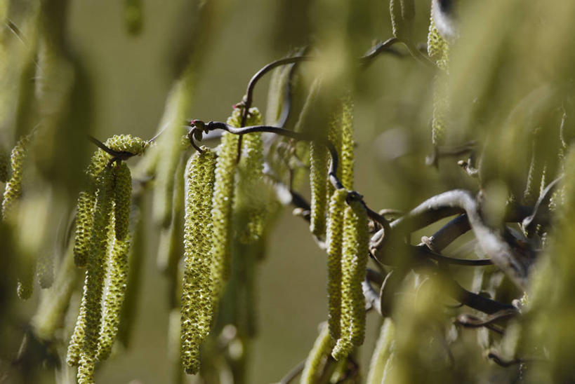 无人,横图,室外,特写,白天,正面,美景,植物,阴影,朦胧,模糊,光线,影子,景观,枝条,树,树木,树枝,绿色,阳光,自然,景色,白桦,生长,成长,自然风光,虬枝,枝杈,桦树,桦皮树,桦木,彩图