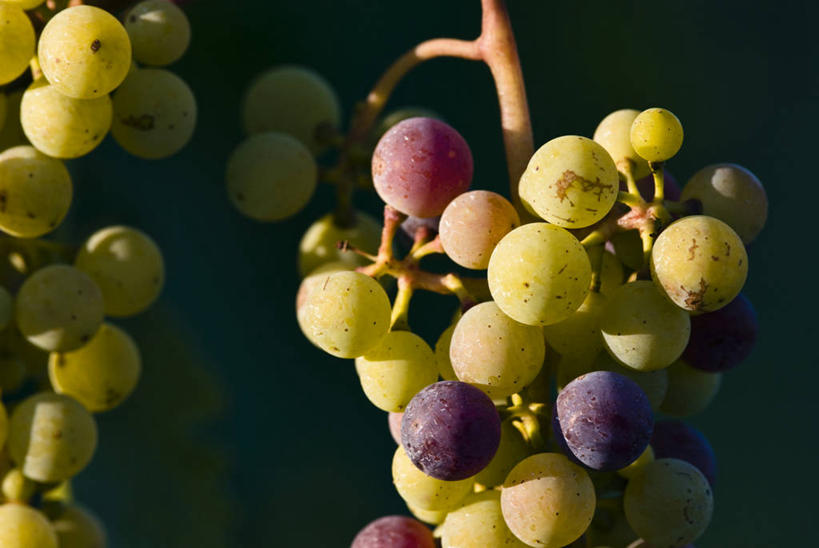 无人,横图,室外,特写,白天,正面,美景,葡萄,水果,阴影,新鲜,光线,影子,景观,生食,食品,果实,两串,食物,阳光,自然,景色,有机食品,绿色食品,自然风光,山葫芦,蒲桃,草龙珠,彩图