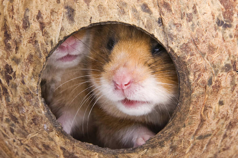 无人,横图,室内,特写,白天,正面,野生动物,阴影,反射,仓鼠,影子,洞,注视,动物,观察,看,趴着,两只,可爱,洞穴,活泼,观看,鼠,察看,关注,穴,搬仓鼠,腮鼠,趴,半身,彩图