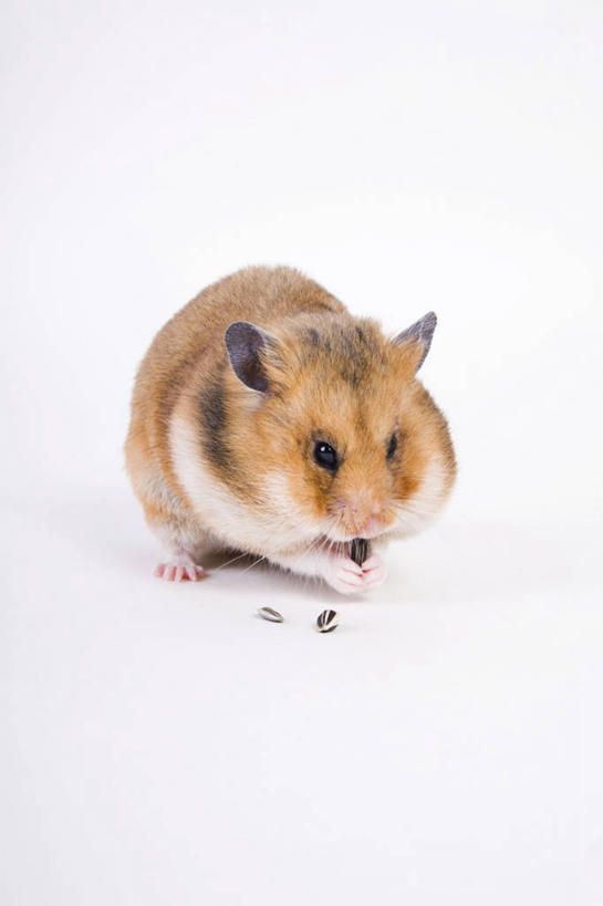 无人,站,竖图,室内,特写,白天,白色背景,正面,野生动物,阴影,反射,仓鼠,影子,注视,一只,动物,观察,看,站着,可爱,摄影,活泼,影棚,观看,鼠,察看,关注,搬仓鼠,腮鼠,站立,彩图,全身,影棚拍摄,拍摄