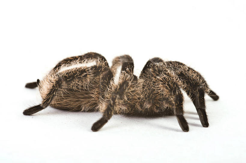 无人,横图,室内,特写,白天,白色背景,侧面,阴影,反射,昆虫,蜘蛛,影子,注视,一只,动物,观察,看,趴着,摄影,影棚,观看,察看,八脚螅,关注,节肢动物,益虫,狼蛛,波丝,趴,彩图,全身,影棚拍摄,拍摄