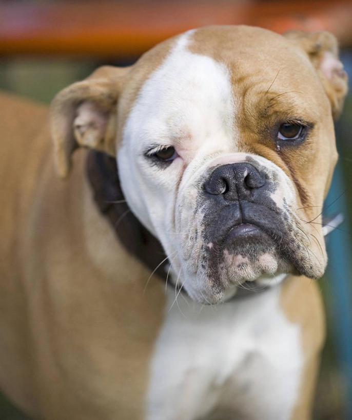 无人,站,竖图,室外,特写,白天,正面,美景,宠物,狗,阴影,朦胧,模糊,反射,斗牛犬,影子,景观,狗绳,注视,一只,自然,动物,绳子,观察,看,站着,景色,可爱,观看,绳索,察看,关注,自然风光,牛头犬,狗链,牵引绳,忠诚,英国斗牛犬,斗牛狗,老虎狗,英国老虎犬,项圈,犬,站立,半身,彩图,狗链子,狗项圈