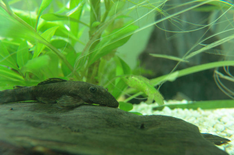 无人,横图,室内,特写,白天,正面,水,表演,阴影,朦胧,模糊,反射,液体,影子,水滴,水族馆,展示,海藻,海底世界,展览,海草,饲养,收集,极地海洋世界,彩图