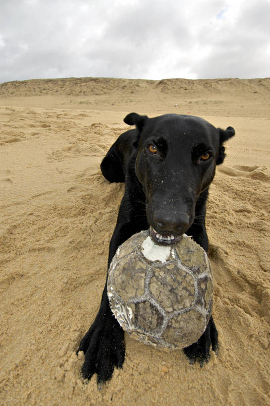 无人,站,竖图,室外,白天,正面,旅游,度假,游戏,美景,沙滩,宠物,狗,玩具,咬,阴影,光线,沙子,影子,海岸,景观,云,云朵,沙地,玩,云彩,注视,娱乐,一只,蓝色,黑色,白云,蓝天,天空,阳光,自然,动物,天,观察,看,站着,享受,休闲,橡胶,景色,放松,可爱,益智,皮球,晴朗,观看,活动,咬着,察看,发泄,关注,消遣,智力,自然风光,橡胶制品,忠诚,宣泄,空心球,海滩,晴空,犬,玩耍,嬉戏,站立,彩图,全身