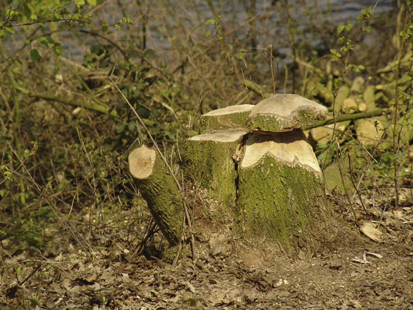 无人,横图,室外,白天,正面,旅游,度假,美景,树林,植物,欧洲,克罗地亚,木材,景观,树桩,娱乐,木柴,树,树干,树木,绿色,自然,享受,休闲,木桩,景色,放松,木料,生长,成长,自然风光,首府,克罗地亚共和国,斯普利特,斯普利特.达尔马提亚县,彩图