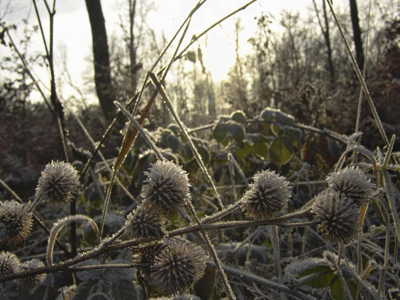 无人,横图,室外,白天,正面,旅游,度假,美景,植物,叶子,吊挂,悬挂,阴影,清澈,光线,影子,景观,冬季,冬天,绿叶,枝条,挂,霜,娱乐,树,树木,树枝,蓝色,绿色,蓝天,天空,阳光,自然,天,享受,休闲,嫩叶,景色,放松,寒冷,生长,晴朗,成长,冰冷,自然风光,万里无云,严寒,冰凉,酷寒,凛冽,凛凛,极冷,冬日,虬枝,枝杈,清亮,叶,叶片,晴空,晴空万里,彩图