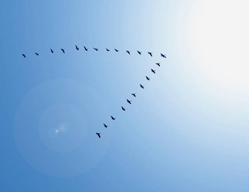 无人,横图,室外,白天,仰视,美景,鸟,燕子,一排,许多,飞翔,伸展,张开,展翅,阴影,整齐,并列,并排,飞行,光线,翅膀,鸟类,影子,景观,很多,翱翔,飞,排列,蓝色,蓝天,天空,阳光,自然,天,景色,可爱,活泼,晴朗,搬家,迁移,队列,自然风光,平行,张开翅膀,万里无云,迁居,乔迁,搬迁,家燕,拙燕,展开翅膀,晴空,晴空万里,彩图,低角度拍摄,全身,益鸟