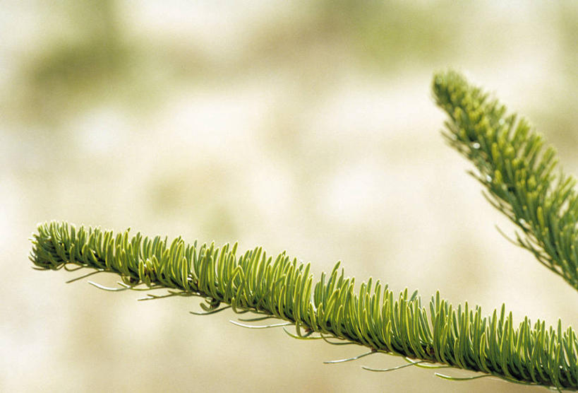 无人,横图,室外,特写,白天,正面,美景,叶子,阴影,朦胧,模糊,光线,影子,景观,绿叶,阳光,自然,嫩叶,景色,自然风光,云杉,粗皮云杉,粗枝云杉,大果云杉,叶,叶片,针叶树,彩图